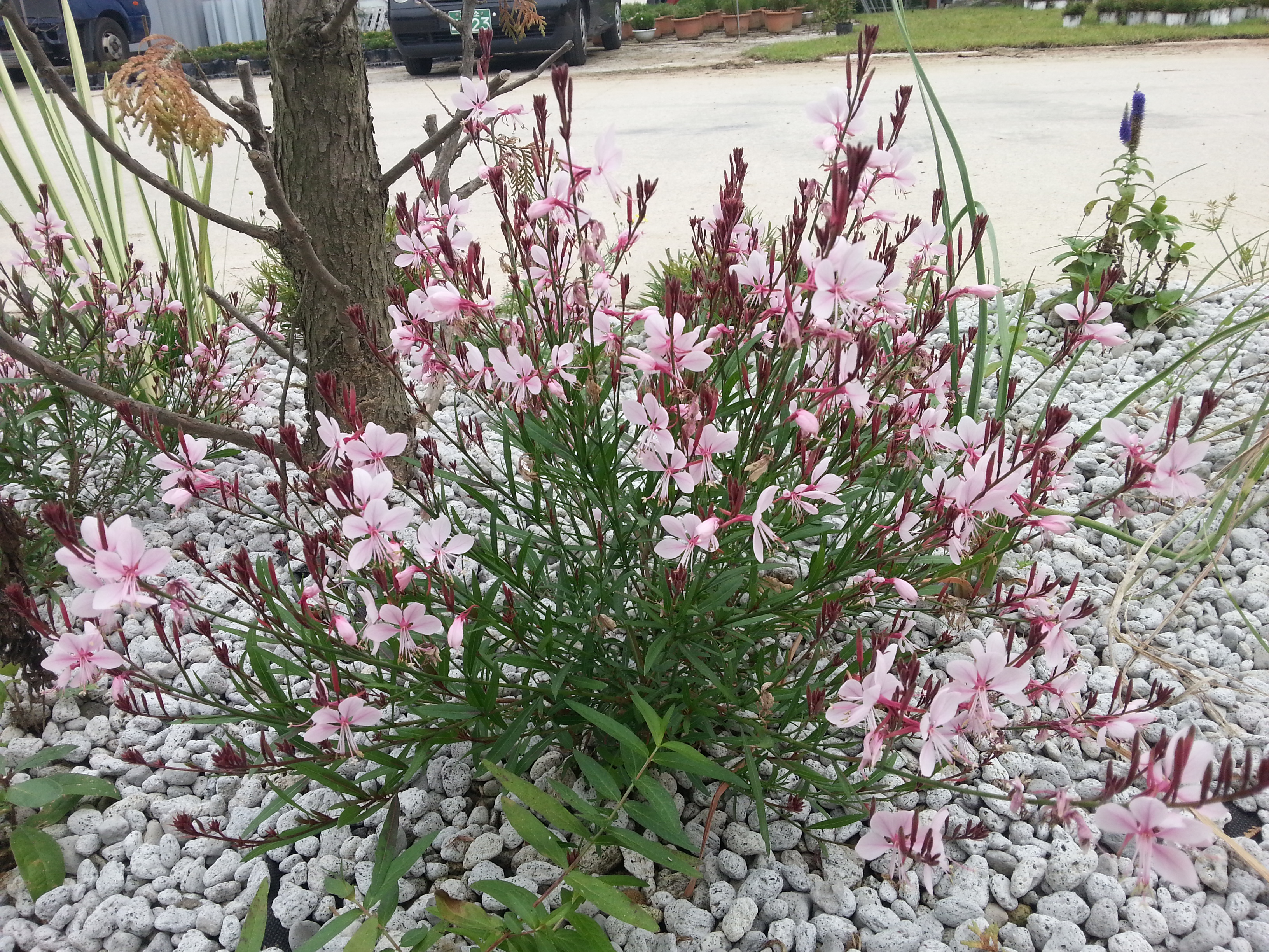 Gaura lindheimeri ‘Baby Pink’